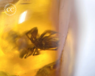 Baltic Amber with Insect & Spiders #3