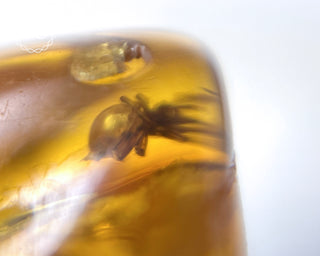 Baltic Amber with Insect & Spiders #3