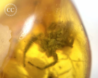 Baltic Amber with Insects & Spider #1