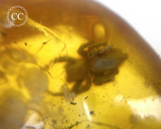Baltic Amber with Insects & Spider #1