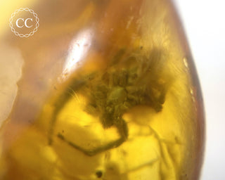 Baltic Amber with Insects & Spider #1