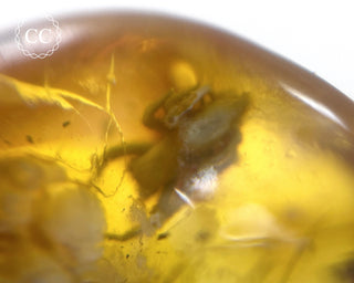 Baltic Amber with Insects & Spider #1