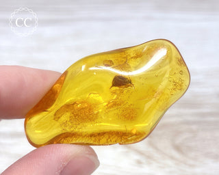 Baltic Amber with Insect #2