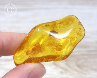 Baltic Amber with Insect #2