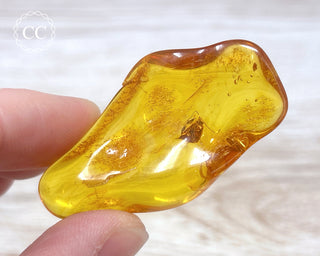 Baltic Amber with Insect #2