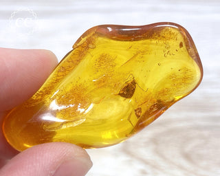 Baltic Amber with Insect #2