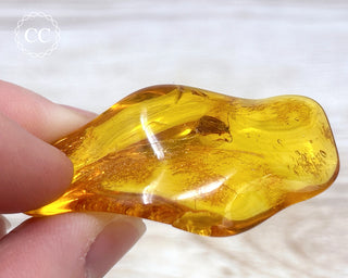 Baltic Amber with Insect #2