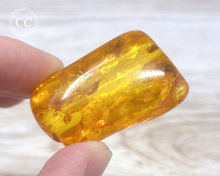 Baltic Amber with Insect & Spiders #3