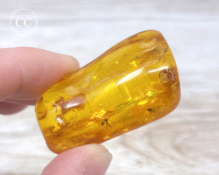 Baltic Amber with Insect & Spiders #3