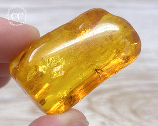 Baltic Amber with Insect & Spiders #3