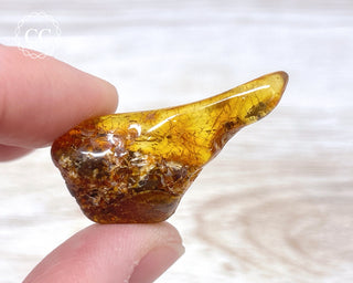 Baltic Amber #16