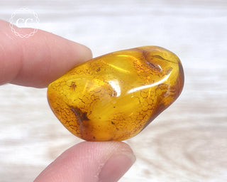 Baltic Amber #21