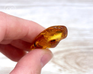 Baltic Amber #23