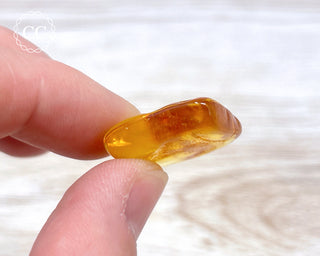 Baltic Amber #24