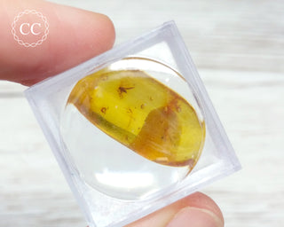 Baltic Amber With Insect #4