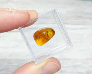 Baltic Amber With Insects #2