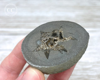 Baryte Septarian Nodule - Drome, France #2