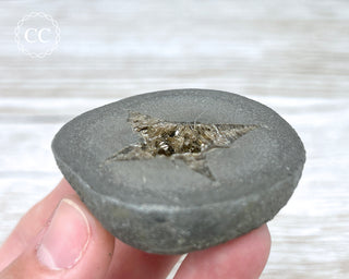 Baryte Septarian Nodule - Drome, France #5