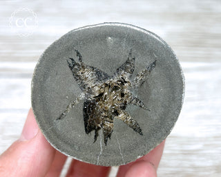 Baryte Septarian Nodule - Drome, France #6