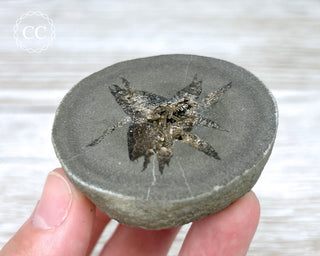 Baryte Septarian Nodule - Drome, France #6