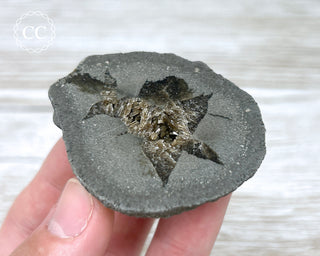 Baryte Septarian Nodule - Drome, France #11