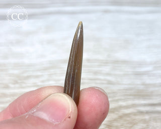 Belemnite - UK #2