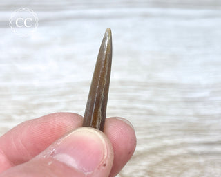 Belemnite - UK #2