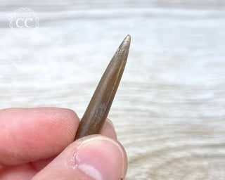 Belemnite - UK #2