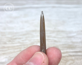 Belemnite - UK #5