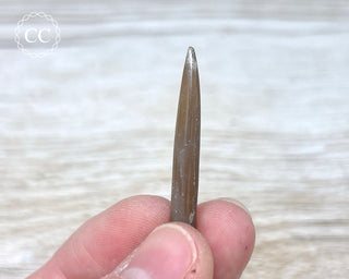 Belemnite - UK #5