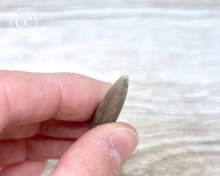 Belemnite - UK #1