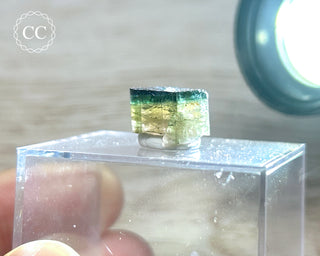 Bi Colour Tourmaline Crystal #1