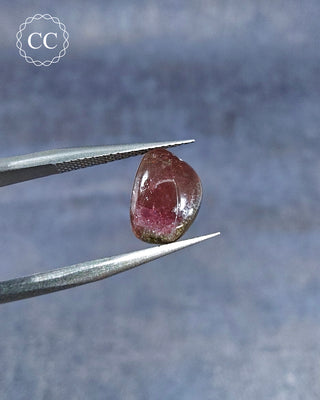Gemstone Tweezers holding a Bi Coloured Tourmaline Cabochon from Siberia 