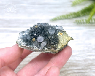 Black Amethyst Cluster - Uruguay #7