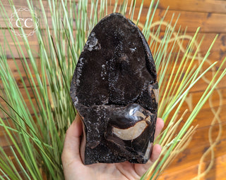 Large Black Druzy Septarian Freeform #11