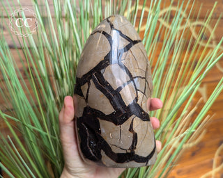 Large Black Druzy Septarian Freeform #11