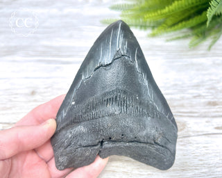 Black Megalodon Tooth #5