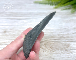Black Megalodon Tooth #6