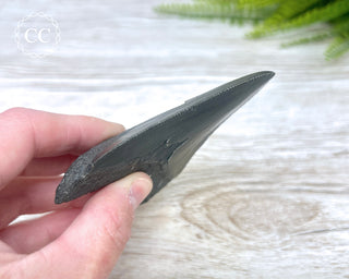Black Megalodon Tooth #6