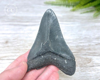 Black Megalodon Tooth #6