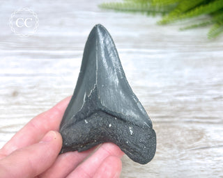 Black Megalodon Tooth #6