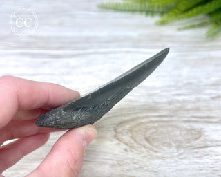 Black Megalodon Tooth #6
