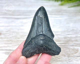 Black Megalodon Tooth #7