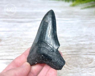 Black Megalodon Tooth #7