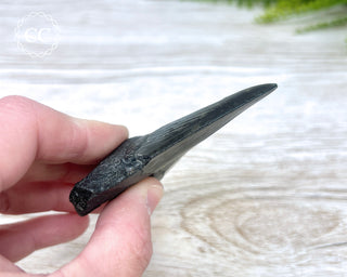 Black Megalodon Tooth #7