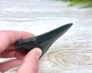 Black Megalodon Tooth #7