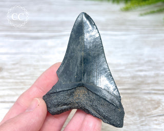 Black Megalodon Tooth #7