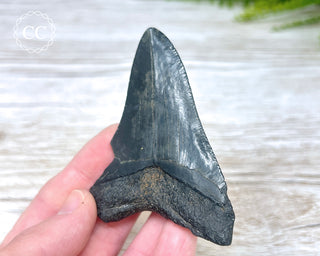 Black Megalodon Tooth #7