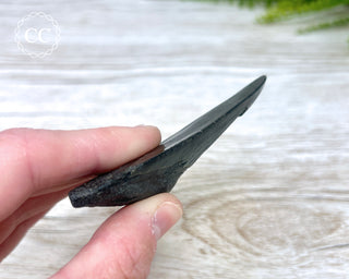 Black Megalodon Tooth #7