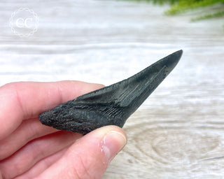 Black Megalodon Tooth #7